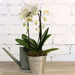 Orchidée anniversaire, livraison de fleurs