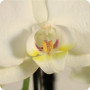 Orchidée anniversaire, livraison de fleurs