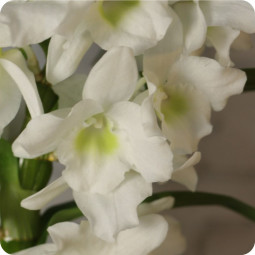 Fleuriste mariage Nancy : livraison de bouquet de fleurs Poséidon & sa bougie parfumée