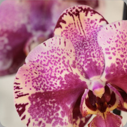 Fleuriste mariage Nancy : livraison de bouquet de fleurs Poséidon & sa bougie parfumée