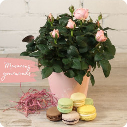 Fleurs anniversaire en bouquet  pour un joyeux anniversaire - livraison gratuite -  bouquet de fleurs Azalée