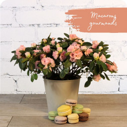 Fleurs anniversaire en bouquet  pour un joyeux anniversaire - livraison gratuite -  bouquet de fleurs Azalée