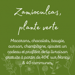 Zamioculcas, livraison de plantes à Nancy