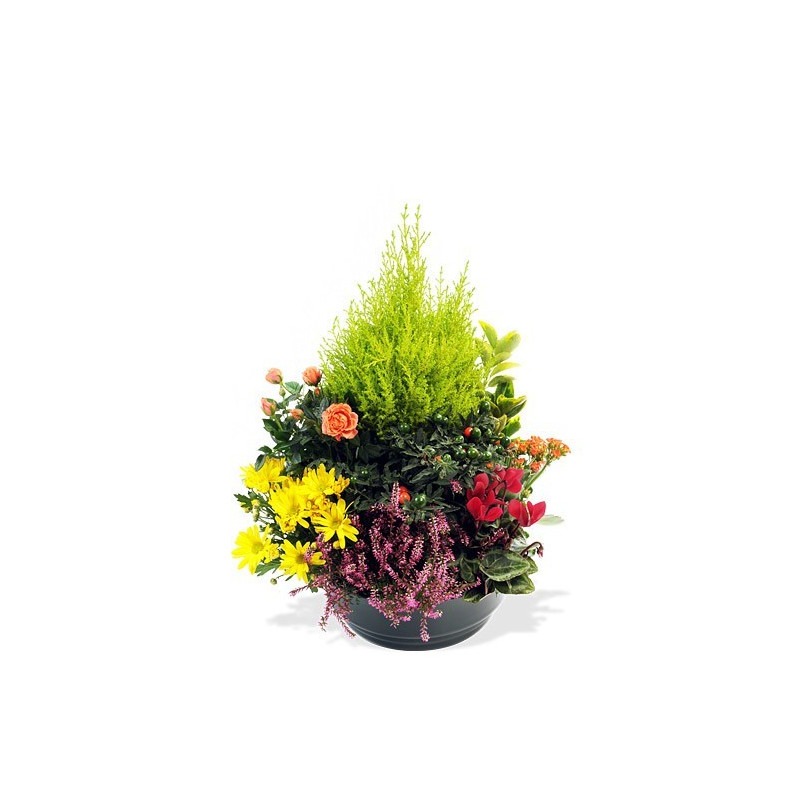 Fleurs deuil, deces et enterrement Nancy par fleuriste Interflora : Coupe de plantes d'extérieur Eyrignac