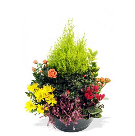 Fleurs deuil, deces et enterrement Nancy par fleuriste Interflora : Coupe de plantes d'extérieur Eyrignac