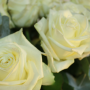 Bouquet de roses interflora nancy