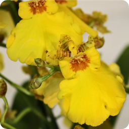 Oncidium, orchidée d'exception Nancy