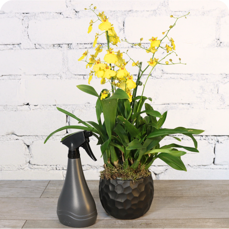 Oncidium, orchidée d'exception | Rue Des Fleurs | fleuriste à Nancy