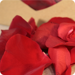 Fleurs Nancy, fleurs de saisons, magasin de fleurs Nancy, Vandoeuvre, Villers et Essay - Venus