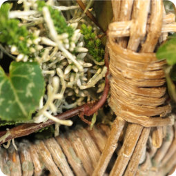 Panier de plantes toussaint