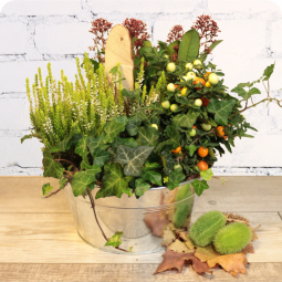 Panier de plantes toussaint