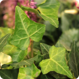 Toussaint, panier de plantes livraison nancy vandoeuvre