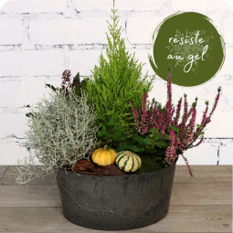 Toussaint, panier de plantes livraison nancy vandoeuvre