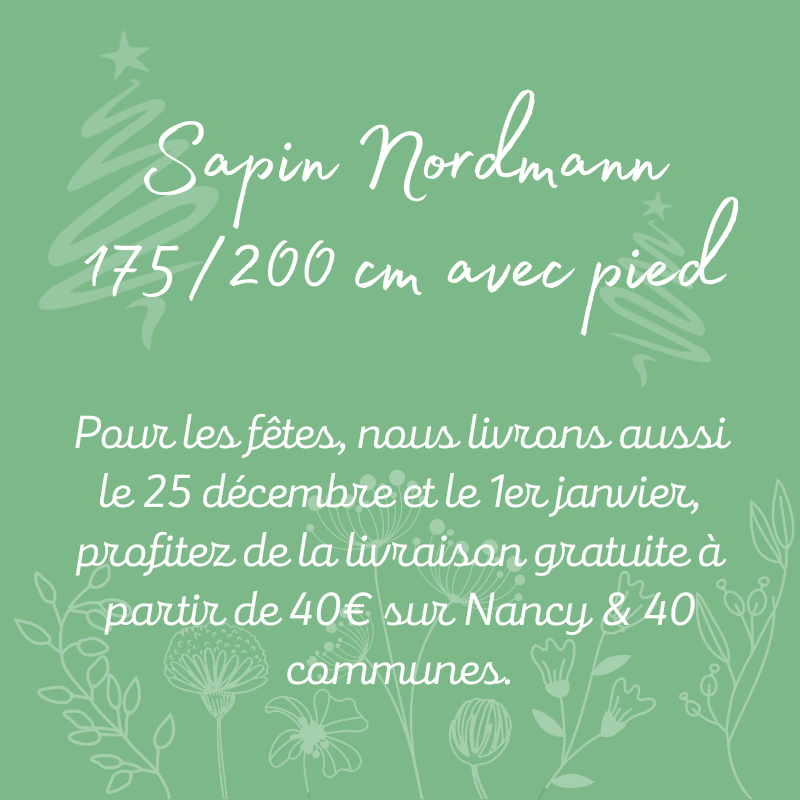 Sapin Nordmann 175 à 200 cm Livraison de sapin fleuriste à Nancy — free download