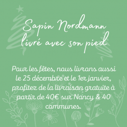 Sapin Nordmann 125 à 150cm livraison sapin Nancy
