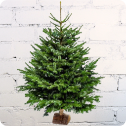 Sapin Nordmann 150 à 175cm