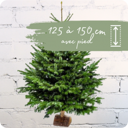 Sapin Nordmann 125 à 150cm livraison sapin Nancy