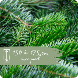 Sapin Nordmann 150 à 175cm