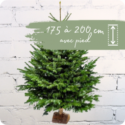 Sapin de Noel Nancy 175 à 200cm