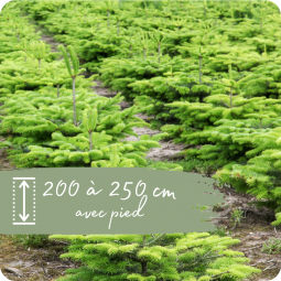 Sapin Nordmann 200 à 250cm livraison sapin nancy