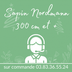 Sapin de noel nordmann 300 cm et +