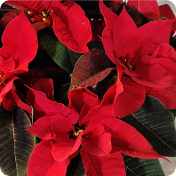 Poinsettia, étoile de noël livraison nancy