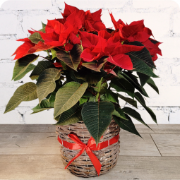 Poinsettia, étoile de noël livraison nancy