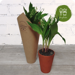 fleuriste muguet racine Nancy
