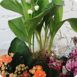 Coccinelle, panier de muguet racine à replanter - fleuriste muguet à Nancy