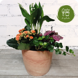 Coccinelle, panier de muguet racine à replanter - fleuriste muguet à Nancy