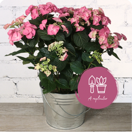 Fleurs anniversaire en bouquet  pour un joyeux anniversaire - livraison gratuite -  bouquet de fleurs Hortense