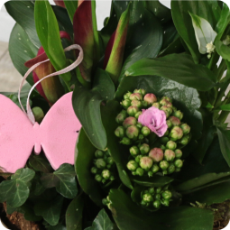 Fleuriste Villers - Fleurs anniversaire en bouquet  pour un joyeux anniversaire - livraison gratuite - Arum rose