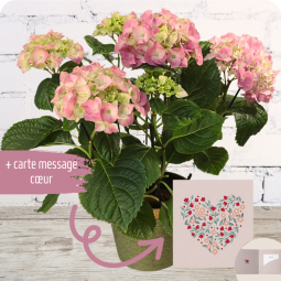 Hortensia livraison plantes nancy