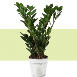 Zamioculcas