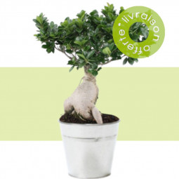 Fleurs anniversaire en bouquet  pour un joyeux anniversaire ou un mariage - livraison gratuite -  FICUS GINSENG