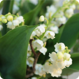 Trèfle, bouquet de brins de muguet - fleuriste muguet à Nancy