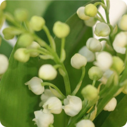 Chance, potée de muguet racine - fleuriste muguet à Nancy