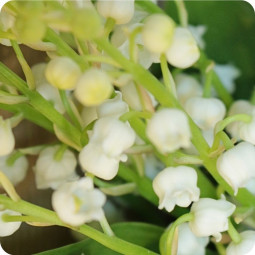 Gri-gri, bouquet de brins de muguet - fleuriste muguet à Nancy