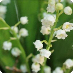 Bonheur, composition de brins de muguet et fleurs - fleuriste muguet à Nancy