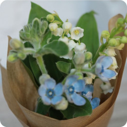 Brin d'azur, petit bouquet de 2 brins de muguet et oxypetalum - fleuriste muguet à Nancy