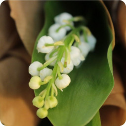 Brin solo, bouquet de 1 brin de muguet - fleuriste muguet à Nancy