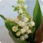 Brin trio, bouquet de 3 brins de muguet - fleuriste muguet à Nancy