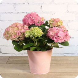 Fleurs anniversaire en bouquet  pour un joyeux anniversaire - livraison gratuite -  bouquet de fleurs Hortense