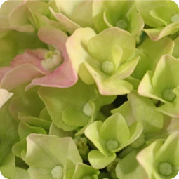 Fleurs anniversaire en bouquet  pour un joyeux anniversaire - livraison gratuite -  bouquet de fleurs Hortense