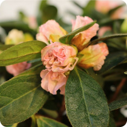 Fleurs anniversaire en bouquet  pour un joyeux anniversaire - livraison gratuite -  bouquet de fleurs Azalée