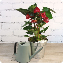Fleurs anniversaire en bouquet  pour un joyeux anniversaire - livraison gratuite - ANTHURIUM rouge