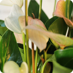 Fleurs anniversaire en bouquet  pour un joyeux anniversaire - livraison gratuite - ANTHURIUM rouge