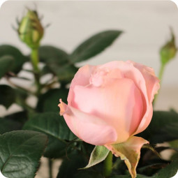 Fleurs anniversaire en bouquet  pour un joyeux anniversaire - livraison gratuite -  bouquet de fleurs Azalée