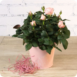 Fleurs anniversaire en bouquet  pour un joyeux anniversaire - livraison gratuite -  bouquet de fleurs Azalée