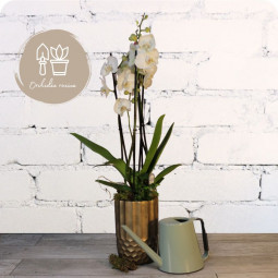 Salsa, délicate orchidée, fleuriste Nancy